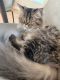 Persian Cats for sale in Inman, SC 29349, USA. price: $1,000