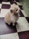 Persian Cats for sale in Parbhani, Maharashtra, India. price: 5000 INR