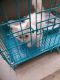 Persian Cats for sale in Green Enclave Rd, Badal Colony, Zirakpur, Punjab 140603, India. price: 10 INR