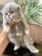 Persian Cats for sale in Palmdale, CA, USA. price: $1,200