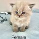 Persian Cats for sale in Richards, TX 77873, USA. price: NA