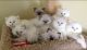 Persian Cats for sale in West Haven, CT 06516, USA. price: $1,400