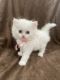 Persian Cats for sale in Corsicana, TX, USA. price: $600