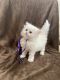 Persian Cats for sale in Corsicana, TX, USA. price: $500