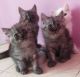 Persian Cats for sale in Akola, Maharashtra, India. price: 8000 INR
