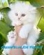 Persian Cats for sale in Canyon Country, Santa Clarita, CA, USA. price: NA
