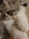 Persian Cats for sale in Gardner, MA, USA. price: NA