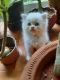 Persian Cats for sale in Nagoa, Goa, India. price: 6500 INR