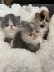 Persian Cats for sale in Bristol, CT 06010, USA. price: NA