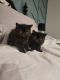Persian Cats for sale in Lytle Creek, CA 92358, USA. price: NA