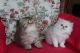 Persian Cats for sale in Las Vegas, NV, USA. price: $300