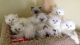 Persian Cats for sale in Dublin, OH, USA. price: $500