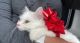 Persian Cats for sale in Valrico, FL 33596, USA. price: NA