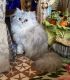Persian Cats for sale in Henryetta, OK 74437, USA. price: NA