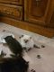 Persian Cats for sale in Des Moines, IA, USA. price: $800