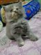 Persian Cats for sale in 18-1-407/2/A, Inner Ring Rd, Tadla Kunta, Chandrayangutta, Hyderabad, Telangana 500005, India. price: 5500 INR