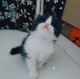 Persian Cats for sale in Nagpur, Maharashtra, India. price: 12000 INR