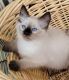 Persian Cats for sale in Fairbanks, AK, USA. price: $600