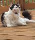 Persian Cats for sale in Shawnee, KS, USA. price: $30