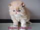 Persian Cats for sale in Beverly Hills, CA 90210, USA. price: NA