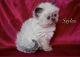 Persian Cats for sale in Fresno, CA, USA. price: $1,000