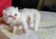 Persian Cats for sale in Thane West, Thane, Maharashtra, India. price: NA