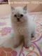 Persian Cats for sale in DIG Bunglow, Bhopal, Madhya Pradesh 462001, India. price: NA