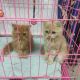 Persian Cats for sale in Hyderabad Rd, Singapore. price: NA