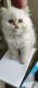 Persian Cats for sale in Fort Wayne, IN 46818, USA. price: NA