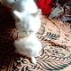 Persian Cats for sale in Telecom Nagar, Gachibowli, Hyderabad, Telangana 500032, India. price: 9000 INR