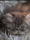 Persian Cats for sale in Middletown, OH, USA. price: NA