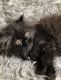 Persian Cats for sale in Middletown, OH, USA. price: NA