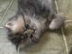 Persian Cats for sale in Hinesville, GA 31313, USA. price: $550