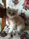 Persian Cats for sale in Alibag, Maharashtra, India. price: 5000 INR