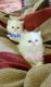 Persian Cats for sale in Cherokee, AL 35616, USA. price: NA
