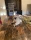 Persian Cats for sale in Ellington, CT, USA. price: NA