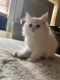 Persian Cats for sale in Nutley, NJ, USA. price: $1,000