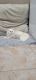 Persian Cats for sale in Apopka, FL, USA. price: NA