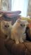 Persian Cats for sale in Roanoke, VA, USA. price: $500