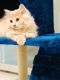 Persian Cats for sale in Wadgaon Sheri, Pune, Maharashtra 411014, India. price: 5000 INR