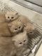 Persian Cats for sale in Miramar, FL, USA. price: $950