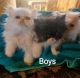 Persian Cats for sale in Omaha, NE, USA. price: $1,500