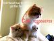 Persian Cats for sale in Council Bluffs, IA, USA. price: NA