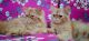 Persian Cats for sale in Bangalore Cantonment Railway Station, Bangalore Cantonment Railway Station, Cantonment Railway Quarters, Shivaji Nagar, Bengaluru, Karnataka 560046, India. price: NA