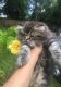 Persian Cats for sale in Hinesville, GA 31313, USA. price: $450