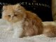 Persian Cats for sale in Muscle Shoals, AL 35661, USA. price: NA