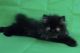 Persian Cats for sale in Manchester, NH, USA. price: $1,400