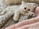 Persian Cats for sale in Ormond Beach, FL 32176, USA. price: $1,500
