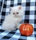 Persian Cats for sale in Indianapolis, IN, USA. price: $700