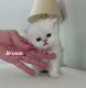 Persian Cats for sale in Indianapolis, IN, USA. price: $1,000